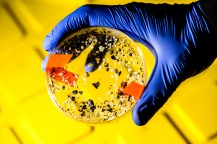 A gloved hand holding a petri dish of microplastics over a yellow surface.