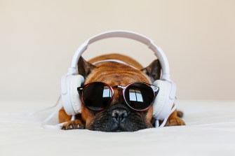 A brown french bulldog with sunglasses and white over the ear headphones.