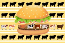 A large burger illustration surrounded by cow silhouettes over a yellow background.