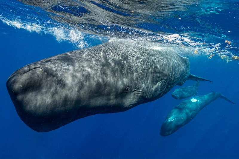 Three sperm whales swimming underwater. 