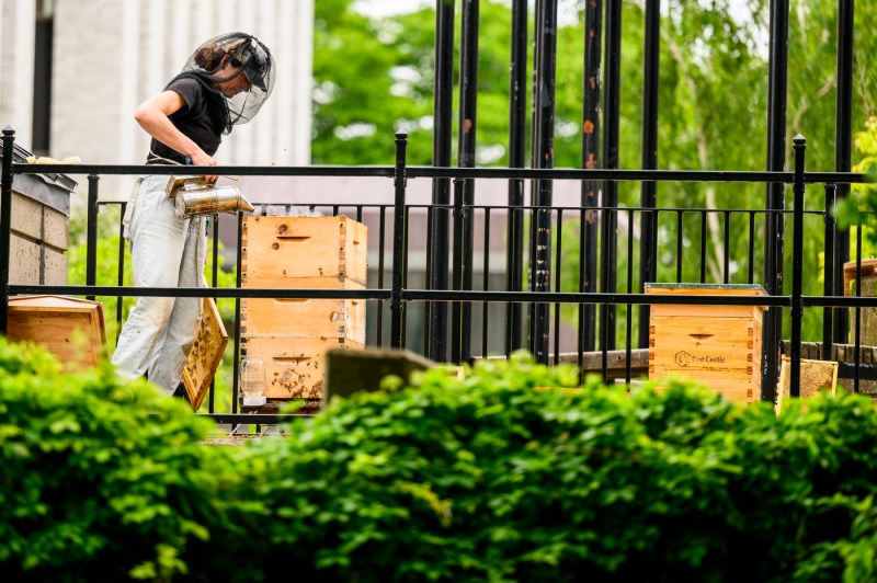 A person works on beehives outside on a sunny day.
