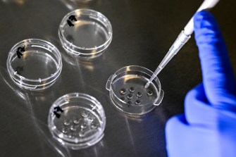 A person using a syringe on 4 small petri dishes.