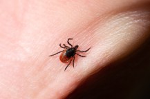 A tick lays on a person's hand.
