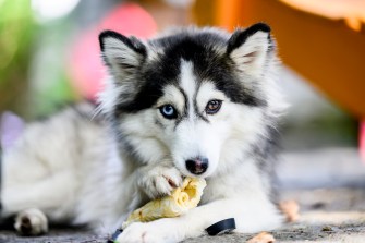 A half-husky, half-Pomeranian mix chews a bone while lying down.