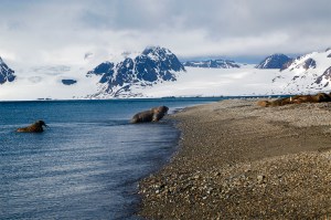 A walrus approaches shore in the arctic circle.