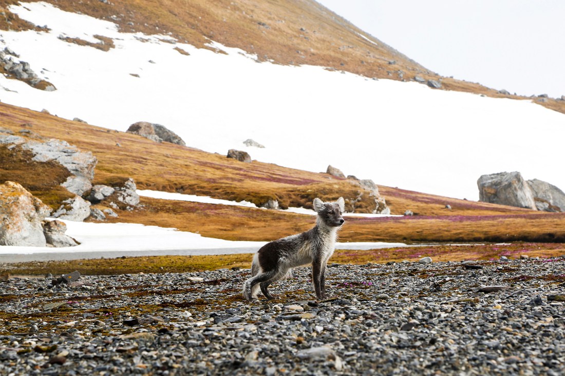 A small animal is alert as it stands in front of a snowy hill.