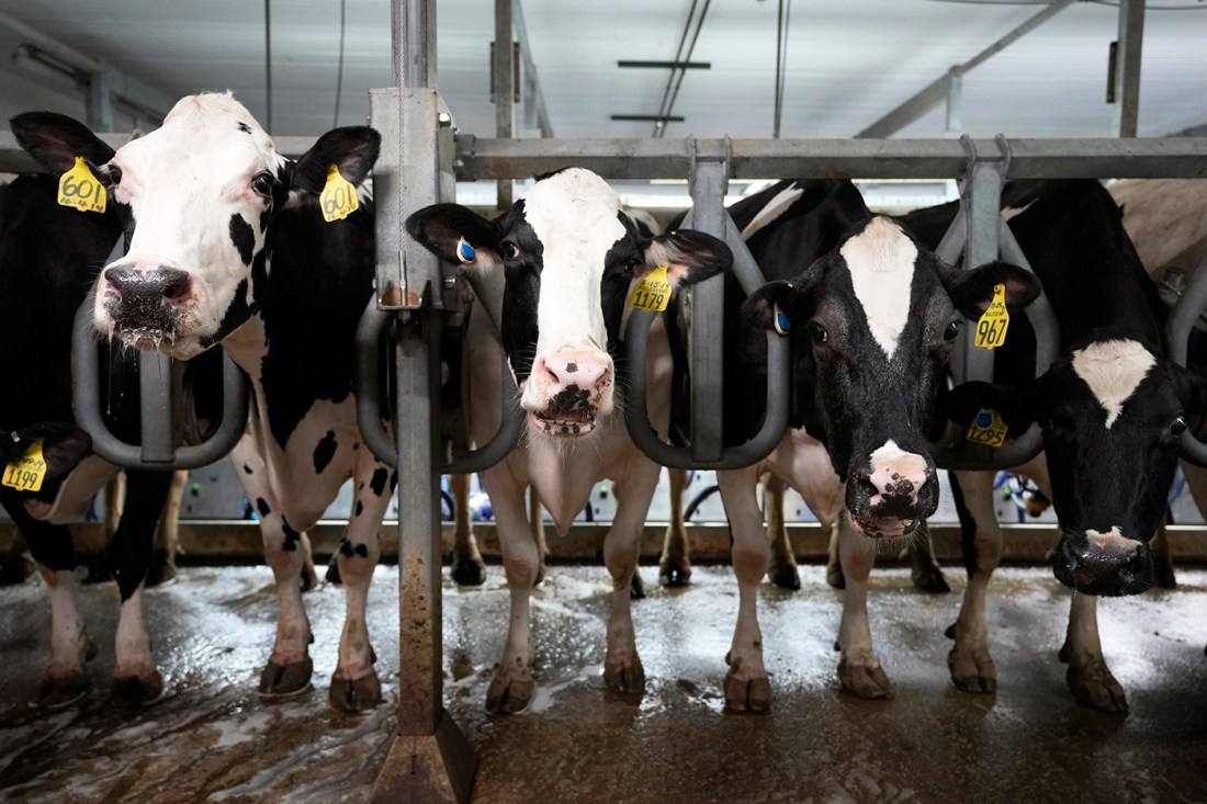 A line of dairy cows at a farm.