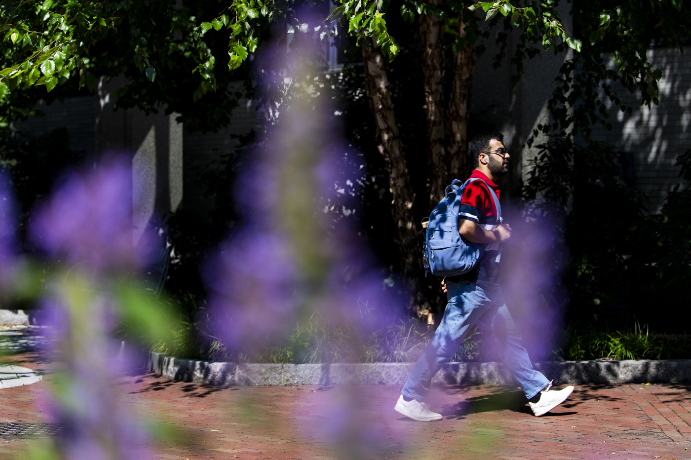 A person surrounded by purple flowers walks along a brick path.