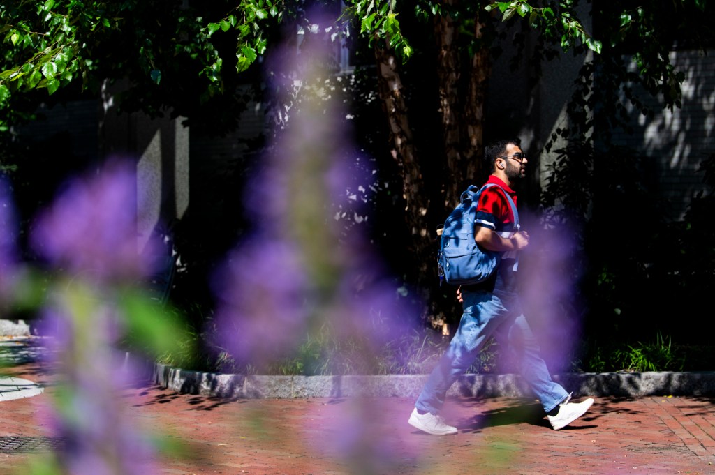 A person framed by purple flowers walks along a brick path.