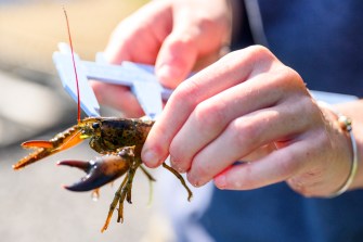 A person holds a measuring device in one hand and a lobster in the other hand.