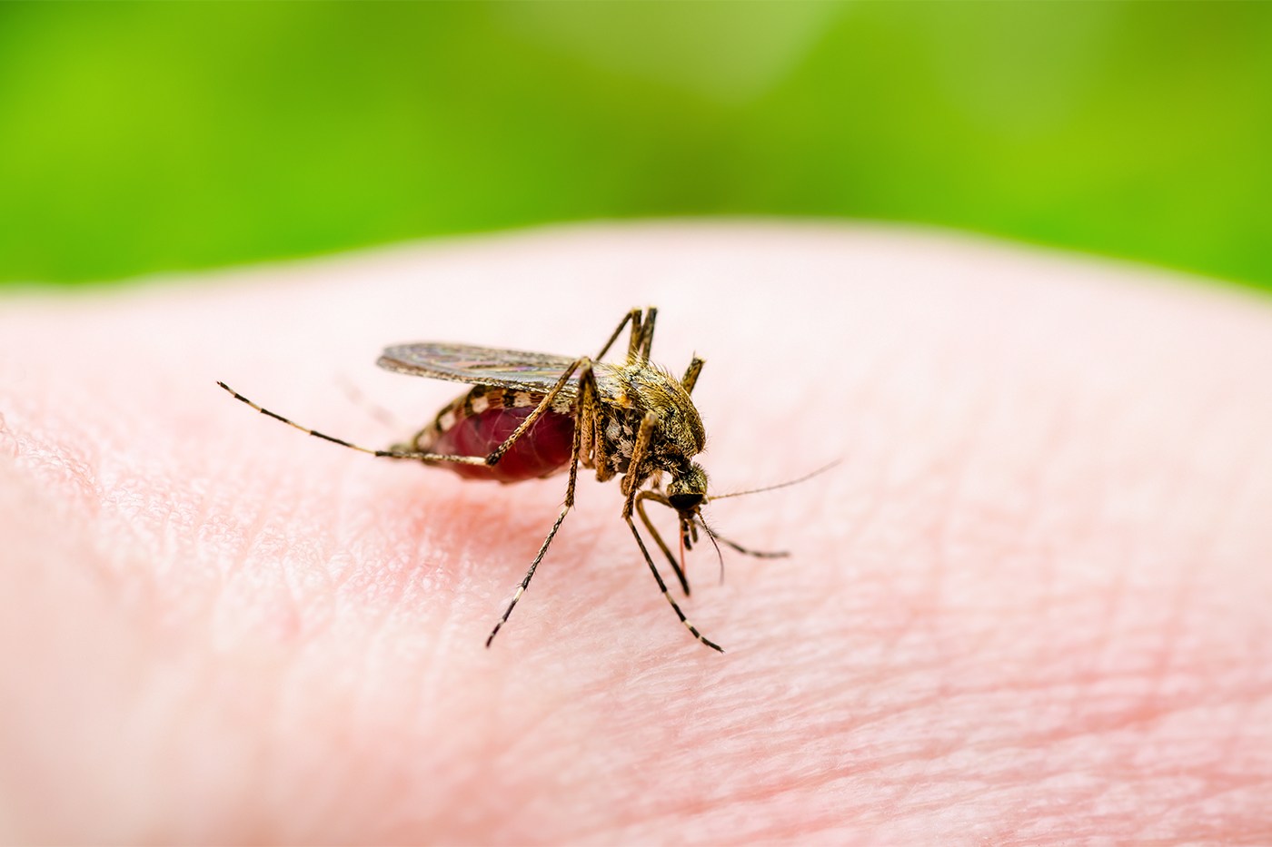 Dengue cases nearly double in one week as Florida ramps up mosquito spraying.