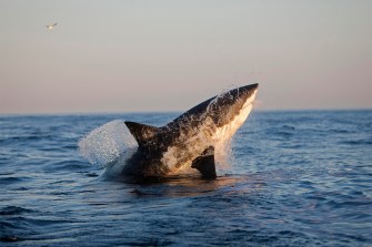 A Great White Shark jumping out of the ocean.