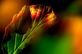 A zoomed-in image of a foliage leaf.