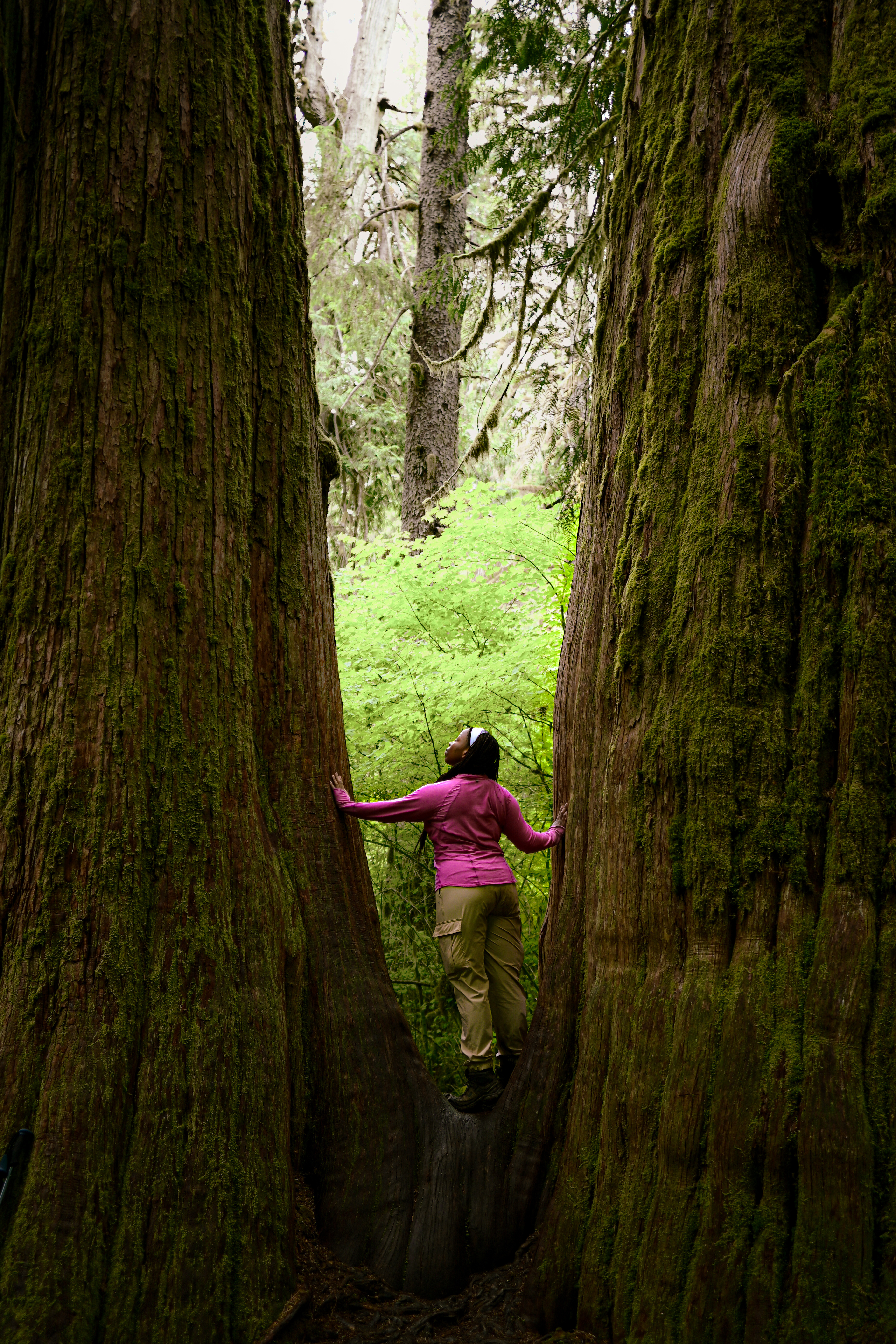 A person wearing a pink shirt and cargo pants stands between two large trees in the middle of a lush, green forest.