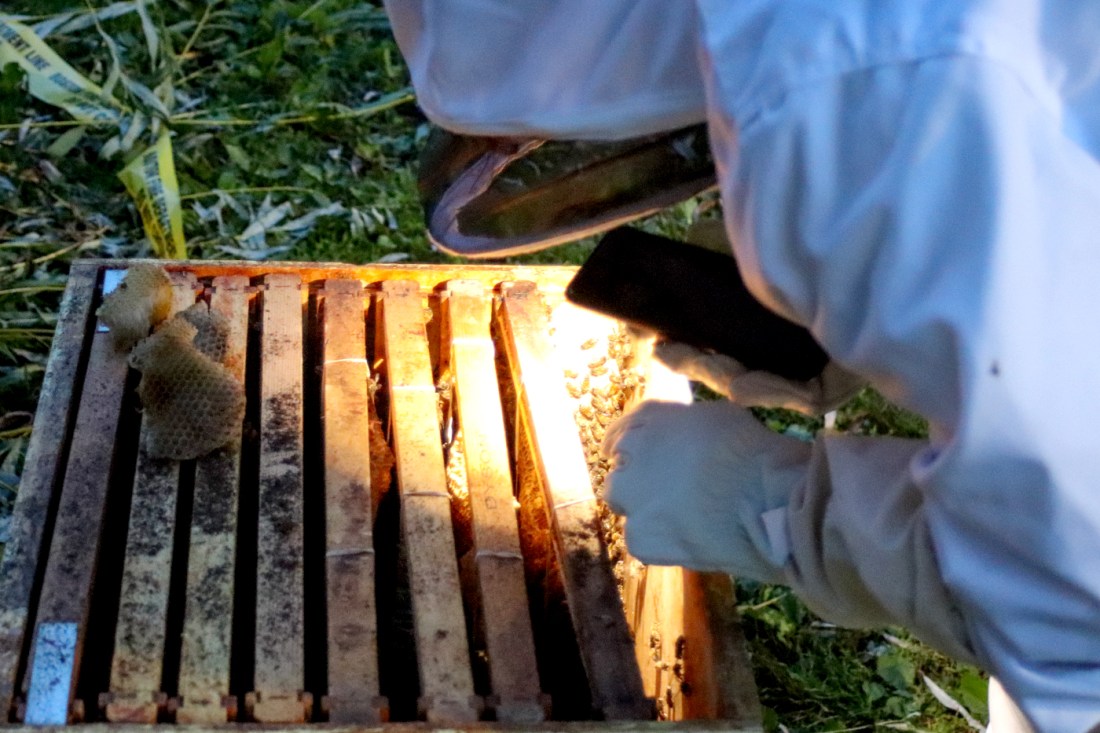 A beeker using their phone flashlight to illuminate the beehive. 