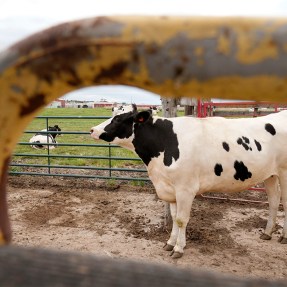 A dairy cow standing in a feeding pen.