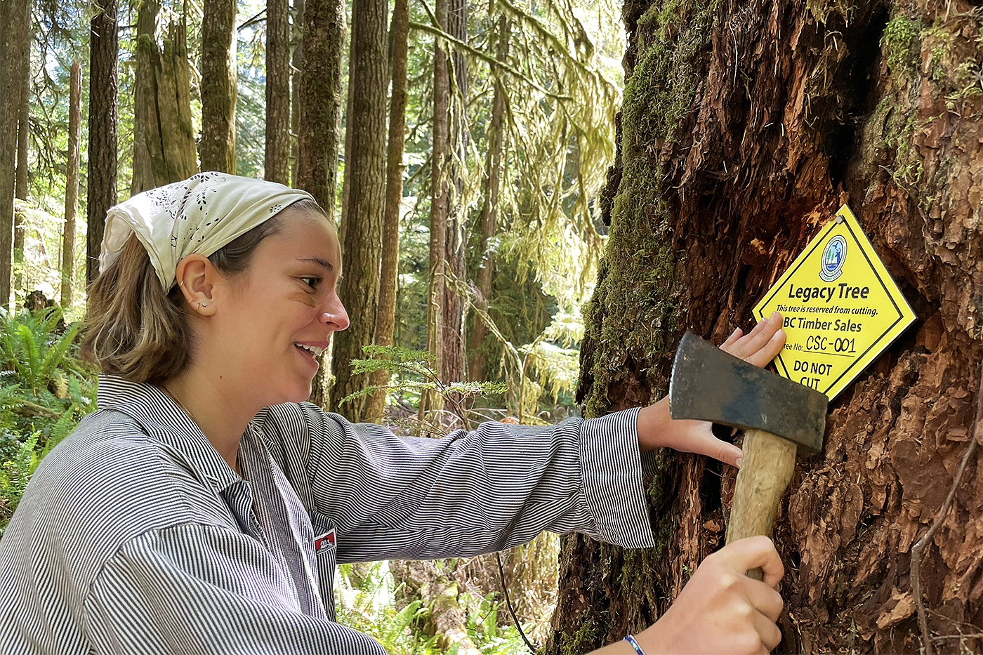 A student reading a yellow tag on an old-growth forest tree that says 'Legacy Tree'. 