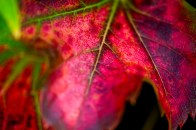 A red maple leaf.