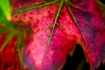 A red maple leaf.