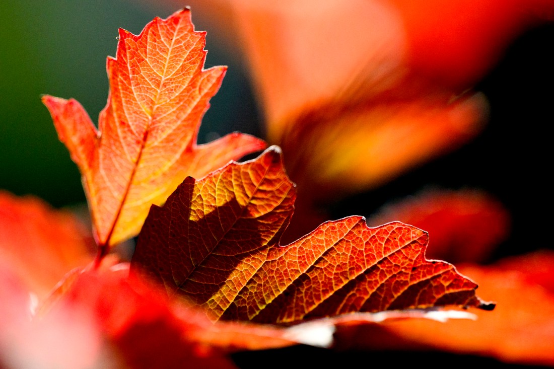 A close-up of colorful fall leaves on campus.