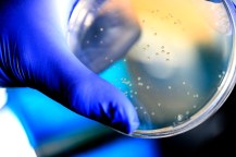 Gloved hand holding a petri dish with bacterial culture.