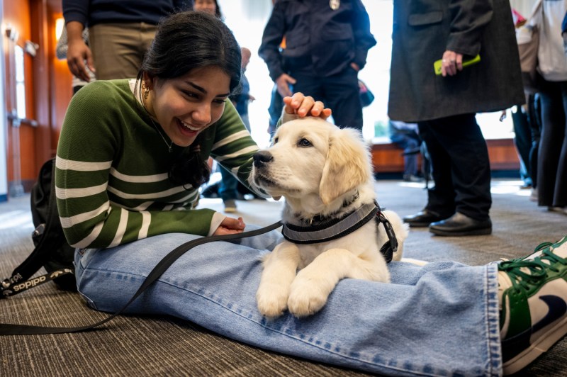 A puppy cuddles with a a person.