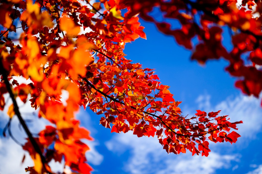 Colorful autumn leaves on tree branches against a bright blue sky.