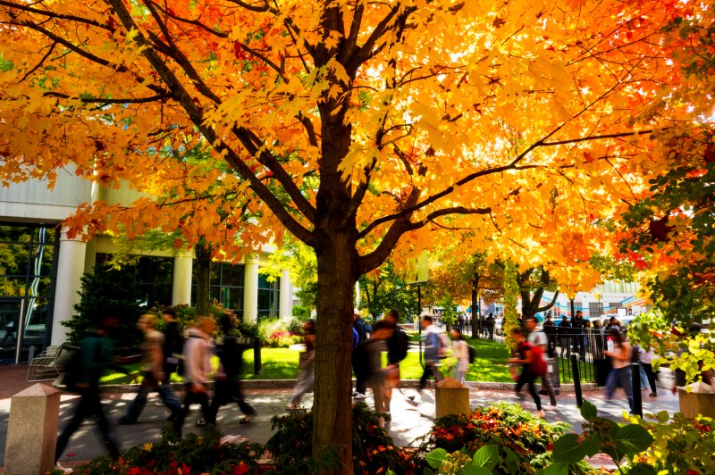 People walking under vibrant autumn trees on a university campus.