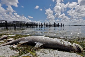 Fish washed ashore near a waterfront with a dock in the background.