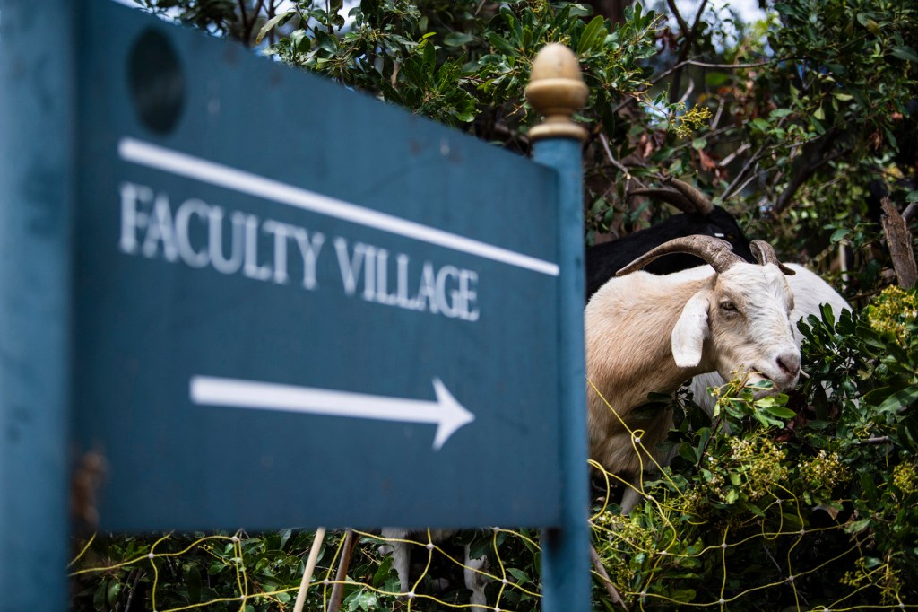 A goat is seen eating vegetation near a sign in an outdoor setting.