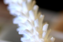 A white coral.