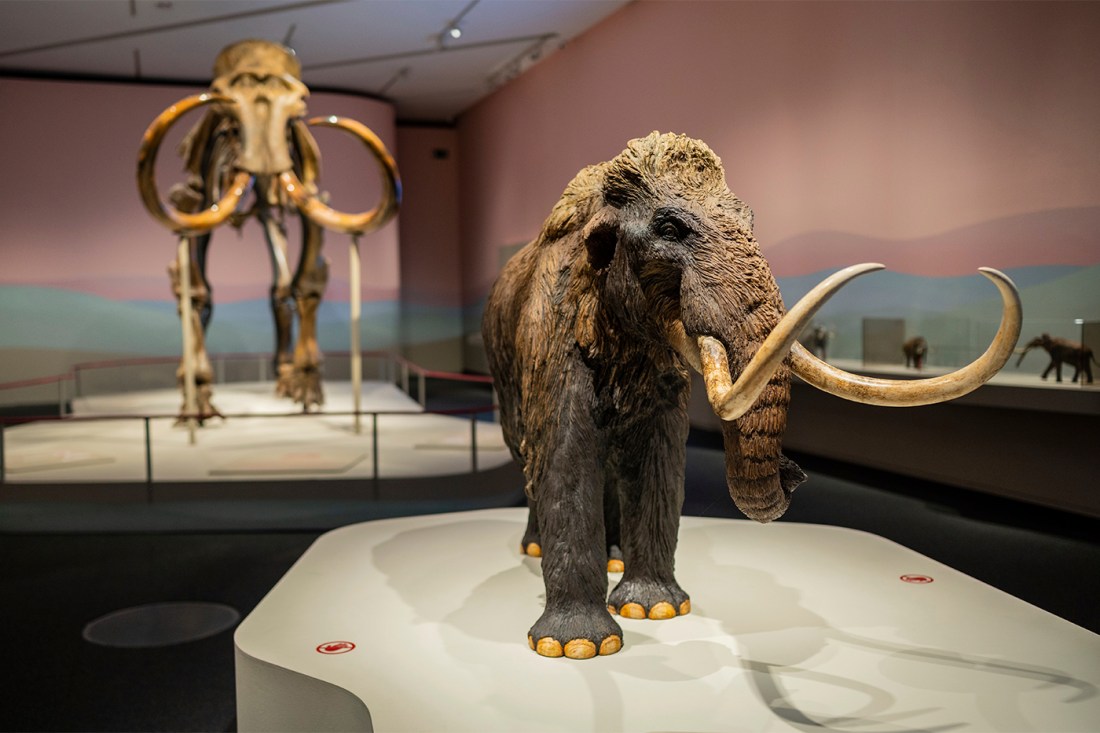 A woolly mammoth replica inside an exhibit.