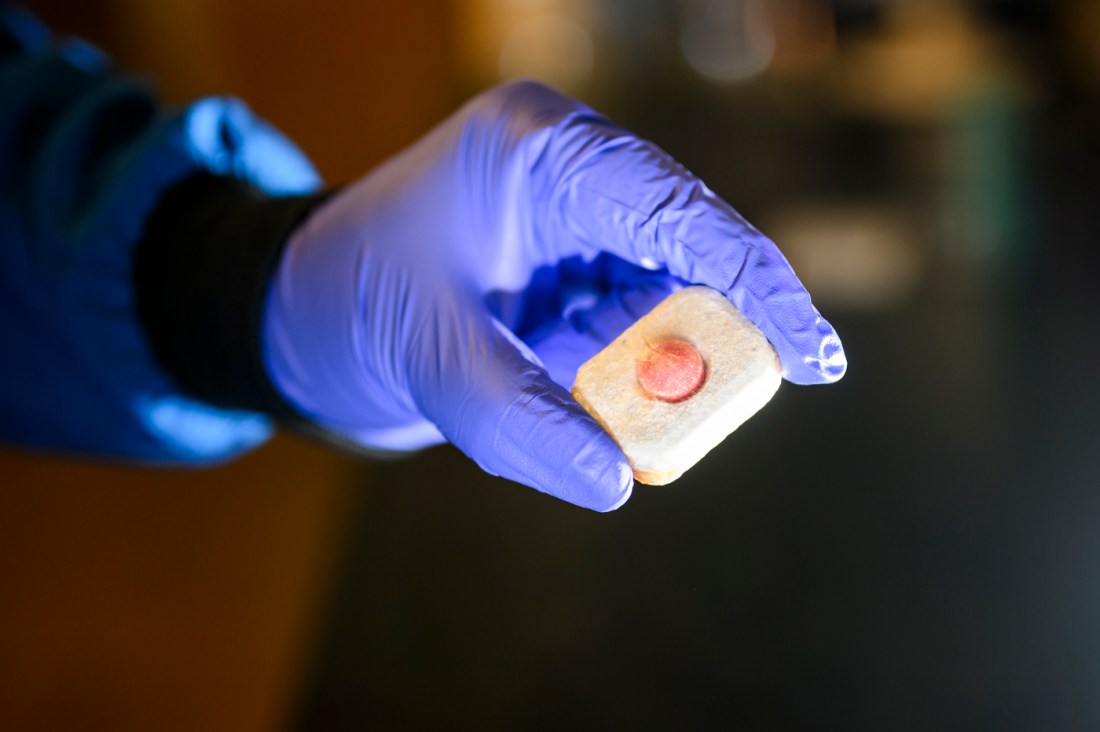 A researcher wearing a purple glove holding compostable bioplastic.