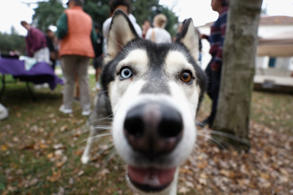 A husky with two different colored eyes puts its face close to the camera.