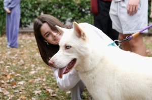 A person pets a husky outside.