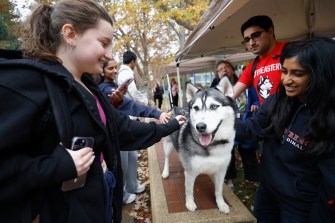 A person pets a husky.