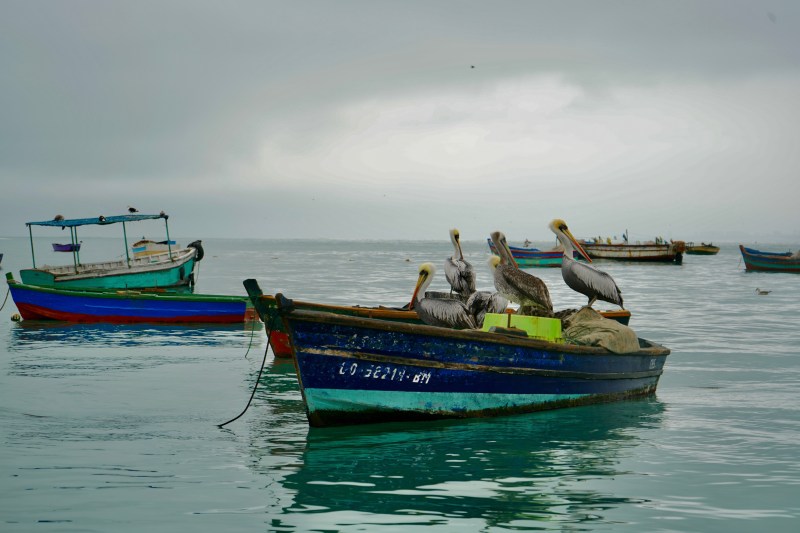 Pelicans on a boat in the water. 