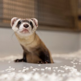 A black footed ferret.