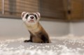 A black footed ferret.