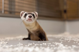 A black footed ferret.