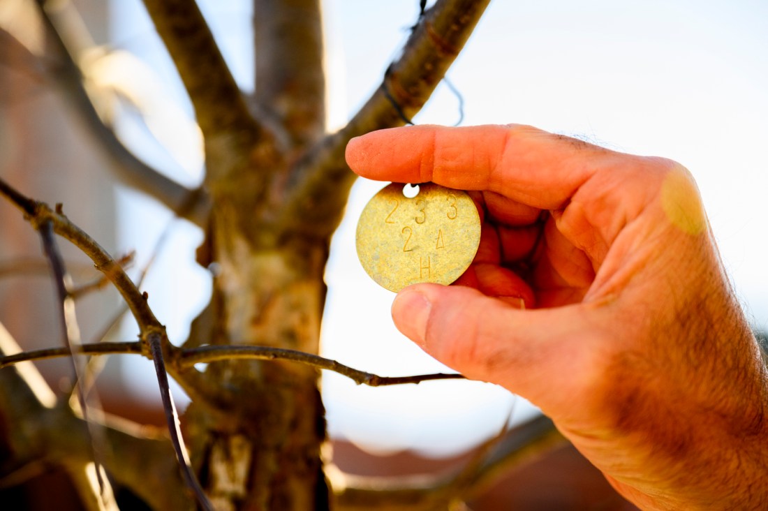 A gold tag on a white oak tree.