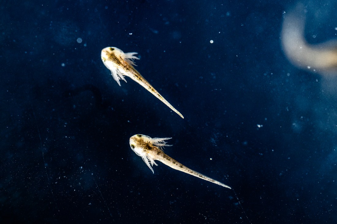 Two axolotl larvae.