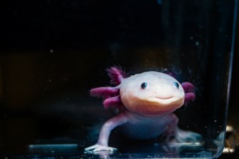 An axolotl in a lab.