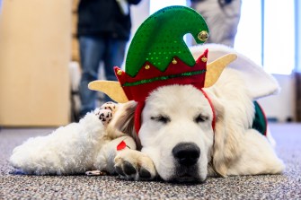 A dog dressed in festive holiday attire rests indoors during a community event.