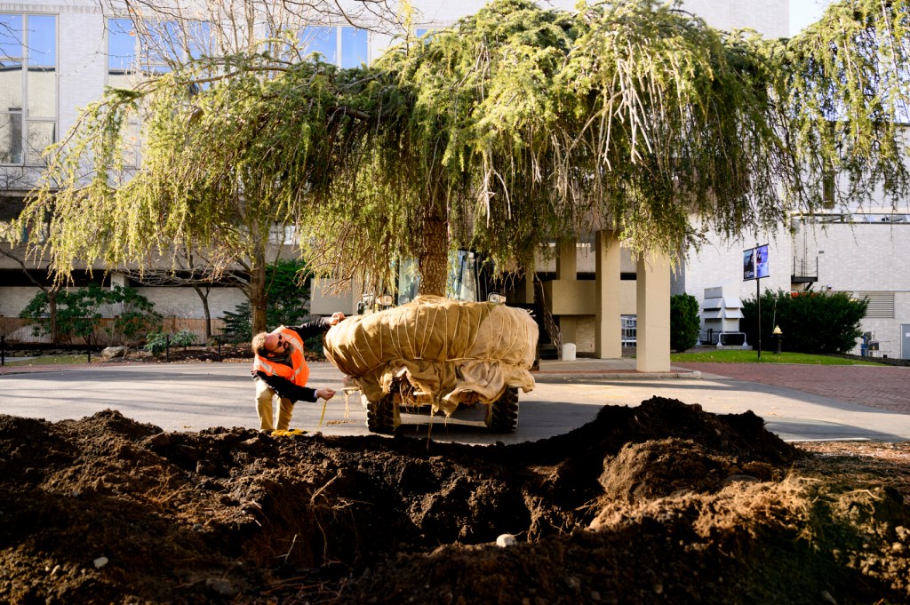 A person measures the base of a large tree being planted in an outdoor area.