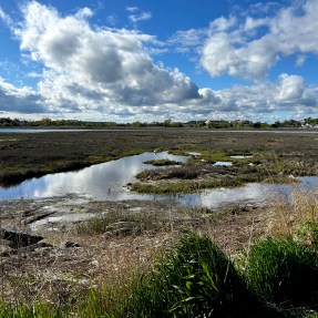 The Belle Isle salt marsh.