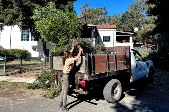 A worker loading branches into a truck.