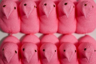 Row of pink colored candy Peeps.