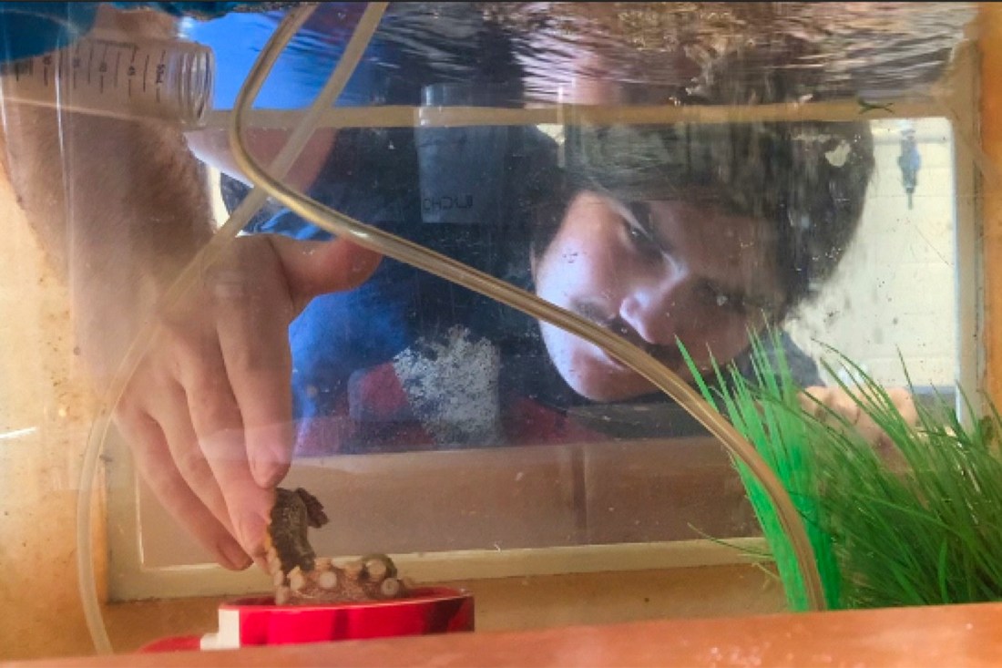 Aidan Sasser reaching a hand into an octopus tank.