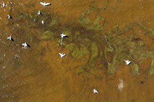 Birds flying over brownish water.